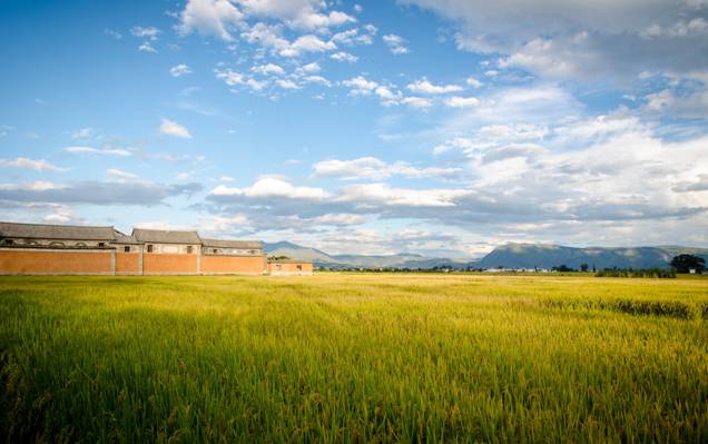 在白天时间高清壁纸绿色作物田附近山的照片
