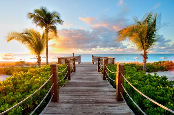 海,棕榈树,桥,绿色,加勒比海,太阳
