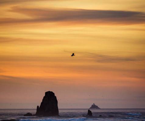 在日落,海鸥高清壁纸挥舞着大海与岩石形成