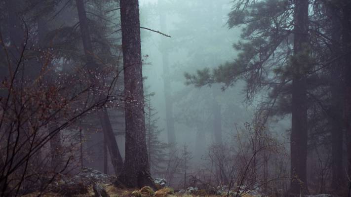 森林在有雾的一天高清壁纸的树木