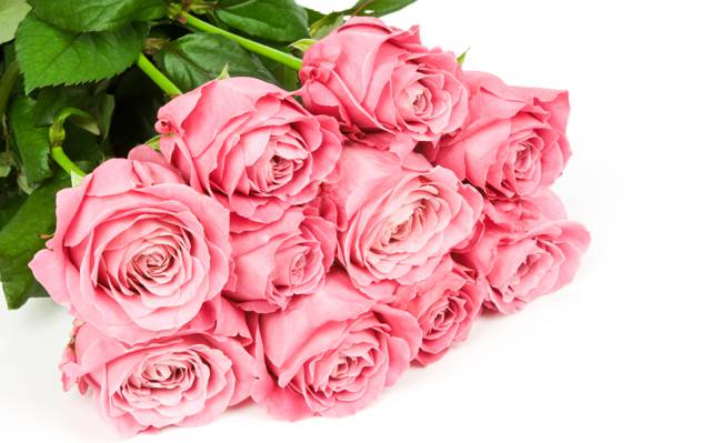 鲜花,粉红色,白色背景,玫瑰,花束