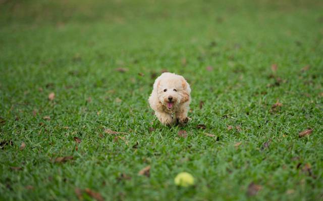 狗,球,游戏,跑步,草地,草坪