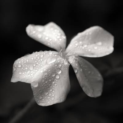 一朵花,nandina高清壁纸的灰度特写摄影