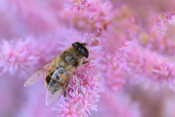 蜜蜂的选择性焦点摄影在桃红色pallled花HD墙纸
