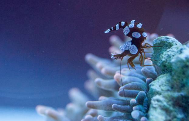 棕色和蓝色的海上生物白珊瑚高清壁纸