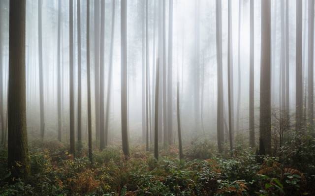 森林覆盖着雾高清壁纸