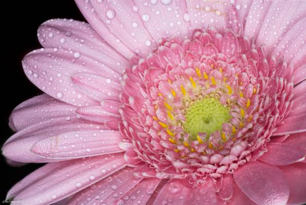 粉红色非洲菊花卉在微距摄影,玛格丽特,玫瑰高清壁纸