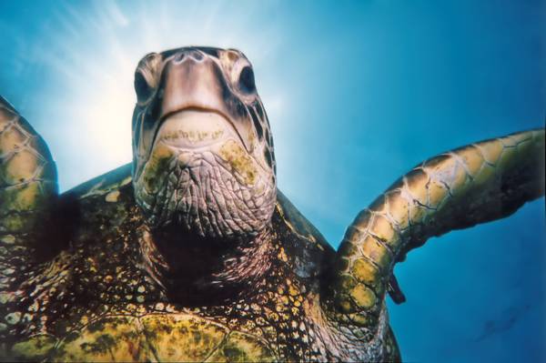 乌龟在水下的水下摄影高清壁纸