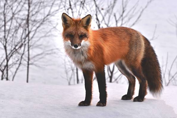 在白色多雪的地面上的红狐狸高清壁纸