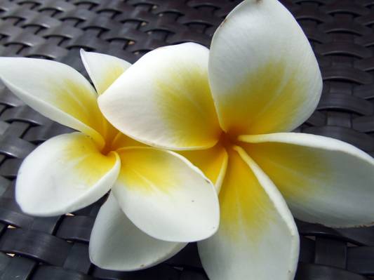 两个白色和黄色的花,斐济高清壁纸