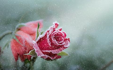 玫瑰霜降雪