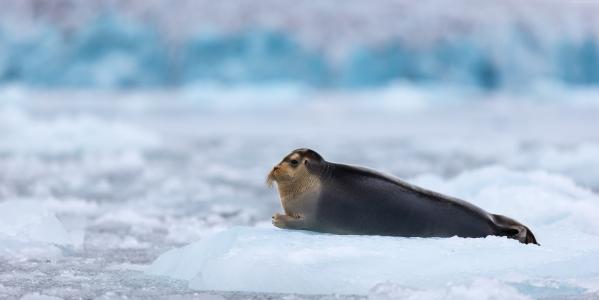 胡须海豹,北极,太平洋,海洋,哈得逊湾,冰,蓝,白,水,旅游（水平）