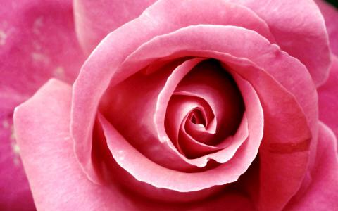 美丽的粉红玫瑰
