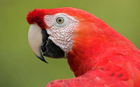 猩红色金刚鹦鹉肖像亚马逊