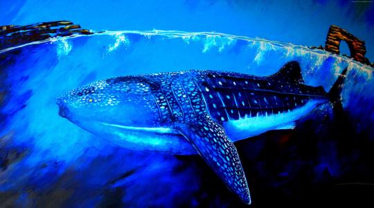 鲸鲨,水下,艺术（水平）