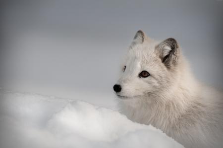 北极狐,北半球,动物（水平）
