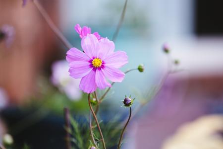 Pasqueflower,紫色的花,4 k