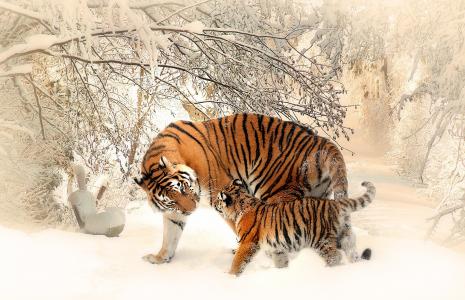 虎,虎崽,小老虎,雪,4K