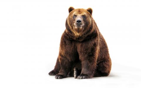 棕色的熊,高清