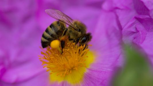 蜜蜂,紫色,花,黄色,昆虫（水平）