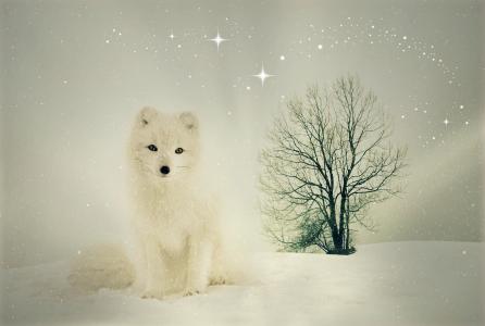 北极狐,福克斯,雪,冬天,高清