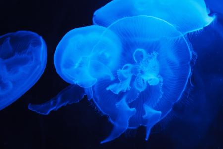 蓝色水母,水下,4K