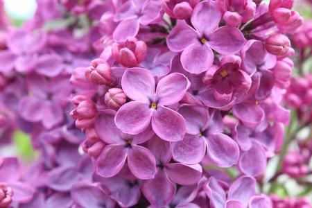丁香花,紫色的花,紫丁香,5K
