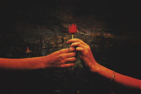 玫瑰,手,4K