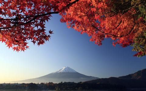 富士山秋天枫叶日本
