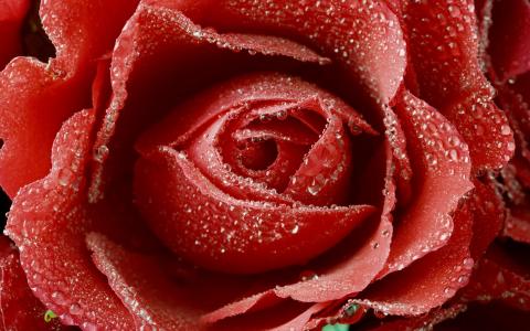 露水红玫瑰
