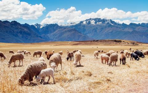 秘鲁绵羊领域