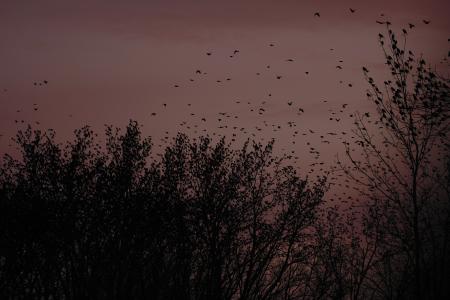 鸟,黑色,分支机构,紫色,日落,树木