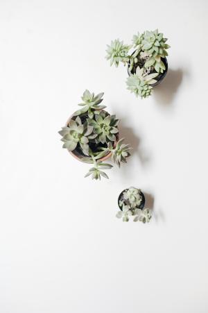 灰色,绿色,植物,花盆,白