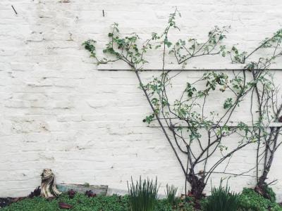 树枝,砖头,攀登,灰色,绿色,植物,墙壁,白色