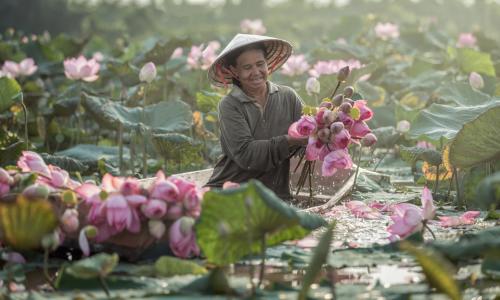 亚洲，越南，莲花，种植园，女人，船，切，花束