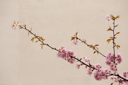 花,枝,樱桃,花卉,粉色,春天,墙壁