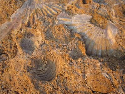 石化, 化石, 贻贝, 海滩, 贝壳, 贻贝的贝壳, 关闭