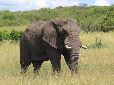 肯尼亚, 马赛马拉-, 大象, 野生动物, 在野外的动物, 草, 动物