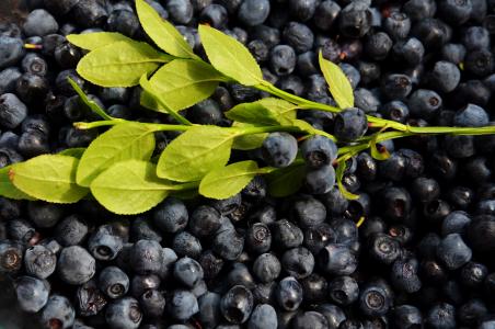 蓝色, 浆果, 蓝莓, 水果, 食品, 健康, 水果