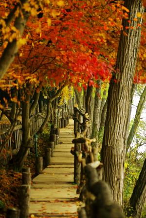 纳米, 秋天, 秋天的落叶, 木材, 通路, 自然