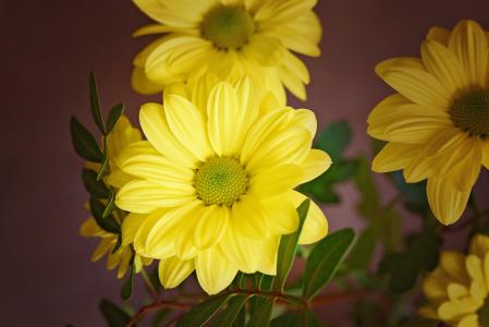 树雏菊, 花, 开花, 绽放, 黄色, 黄色的花, schnittblume