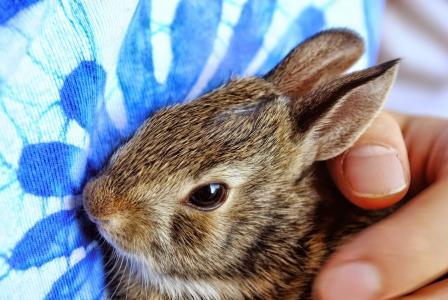 小兔子, 小兔子, 兔宝宝, 棕色, 手, 举行, 兔子