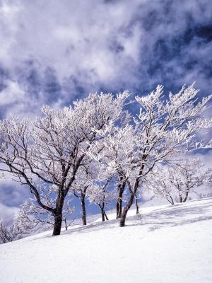 雪, 雾凇, 树木, 云计算, 蓝蓝的天空, 白神山地, 日本