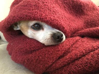 奇瓦瓦, 狗, 橡皮布, 感冒, 冬天, 红色, 宠物