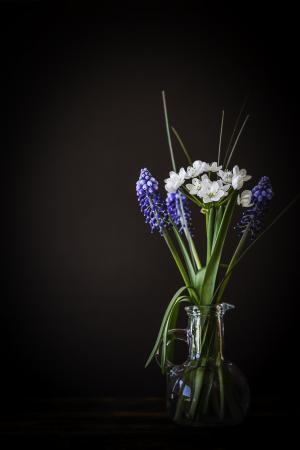花, 花瓶, 花瓶, 玻璃, 葡萄风信子, 蓝色, 韭菜花
