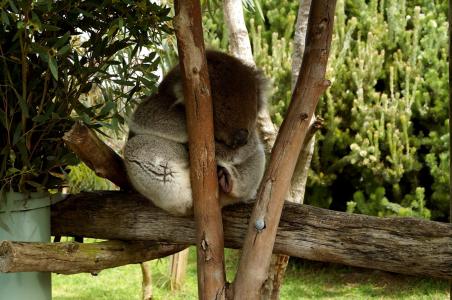 树袋熊, 树, 可爱, 桉树, 睡眠, 可爱, 澳元