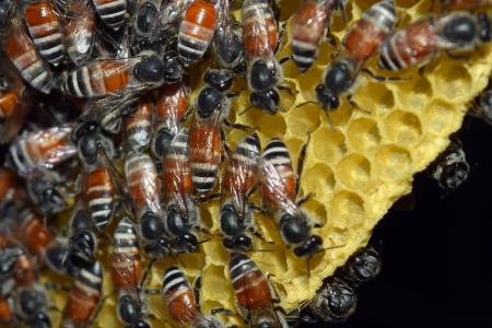 蜂巢, 昆虫, 自然, 蜂巢, 庞大的动物群体, 昆虫, 蜜蜂