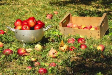 苹果, 水果, 集合, 秋天, 红色, 甜, 嘎吱嘎吱