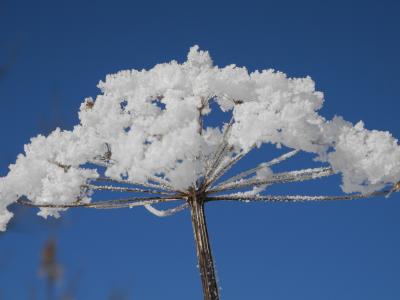 白霜, 花, 大猪草, 冬天, 雪, 自然, 树