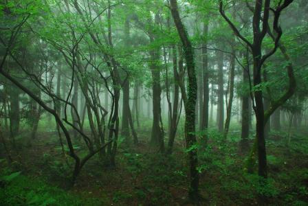 木材, 济洲岛, 四 ryeoni, 森林, 自然, 树, 雾